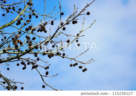 Branches with winter ginkgo berries against a blue sky 115256127