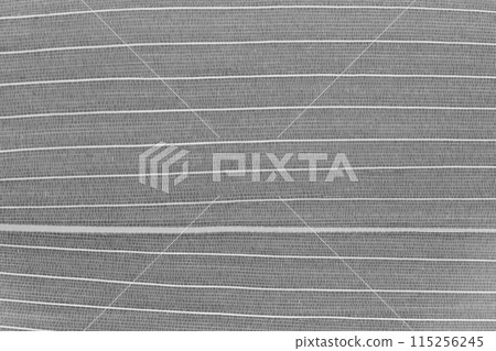 Kumazasa leaves and veins 115256245