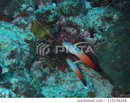 一對蝦虎魚 115256266