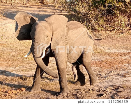 African elephant calf, Chobe National Park, Botswana 115256289