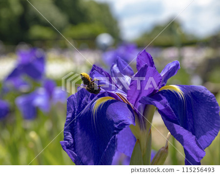 Full-blooming irises and bumblebees Full-blooming irises and bumblebees 115256493
