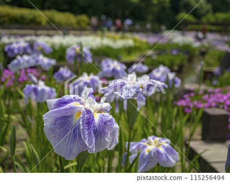 Colorful iris garden Colorful iris garden 115256494