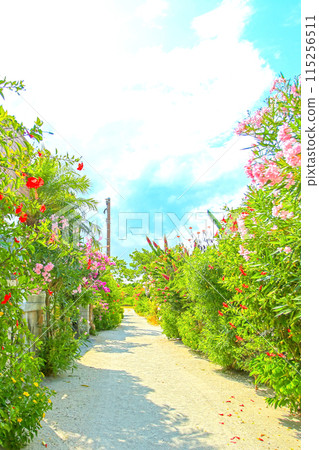 Okinawa Taketomi Island's Sujiko Flower Arch Okinawa Taketomi Island's Sujiko Flower Arch 115256511
