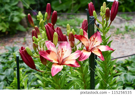 日本百合“心弦” 115256535