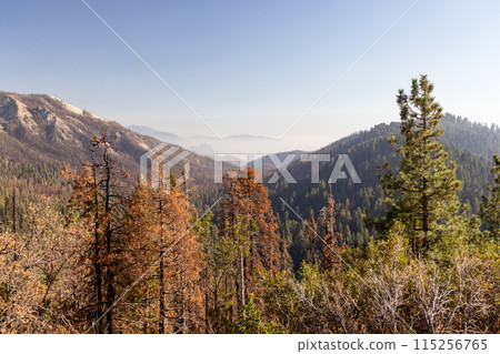 Mountain landscape in Yosemite National Park 115256765