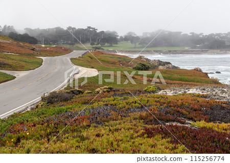 Coastal landscape in California 115256774