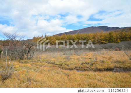 Numapara Marshland 2023-10-23 #39 115256834