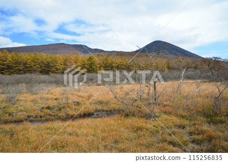 Numapara Marshland 2023-10-23 #40 115256835