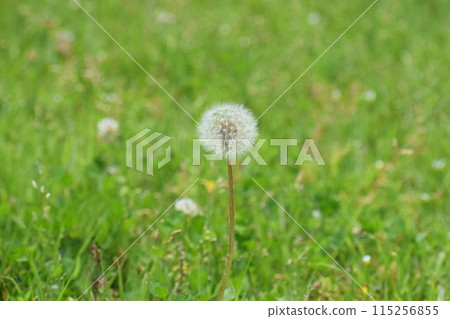 蒲公英絨毛 蒲公英絨毛 115256855