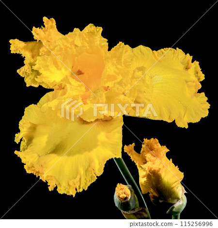 Blooming yellow iris on a black background Blooming yellow iris on a black background 115256996