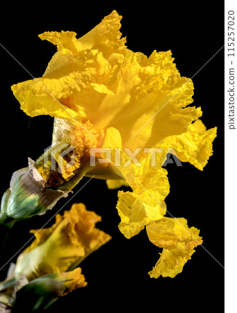 Blooming yellow iris on a black background Blooming yellow iris on a black background 115257020