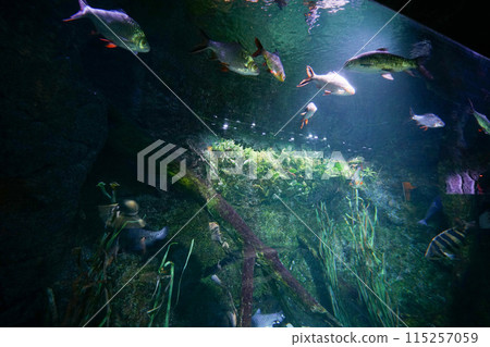 Aquarium "Siam Ocean World (SEA LIFE Bangkok Ocean World)" 115257059