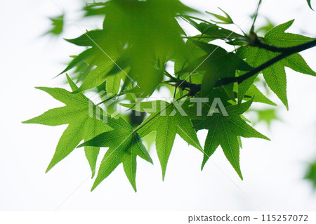 leaf, foliage, verdure 115257072