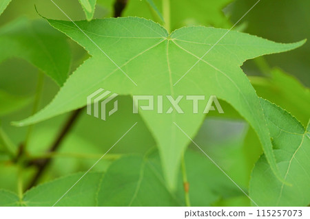 Image of green leaves, green space, Japan, fresh green season Image of green leaves, green space, Japan, fresh green season 115257073