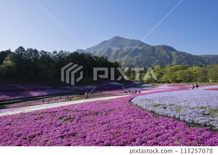 Moss phlox flowers and Mt. Buko Moss phlox flowers and Mt. Buko 115257078