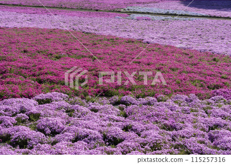 芝櫻花 115257316