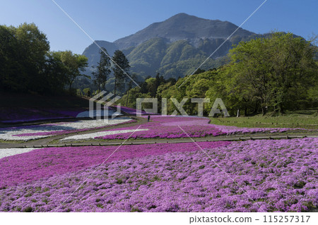 福祿考苔花和武科山 福祿考苔花和武科山 115257317