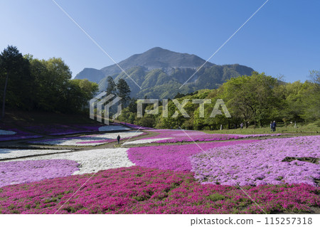福祿考苔花和武科山 福祿考苔花和武科山 115257318