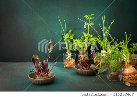 Growing from organic waste 115257467