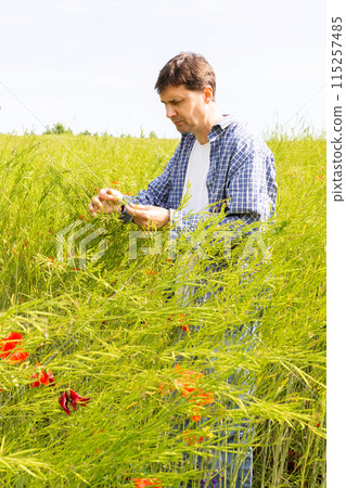 Farmer checking rapeseed sprouts Farmer checking rapeseed sprouts 115257485