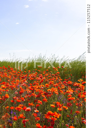 Poppies bloom in the field 115257512