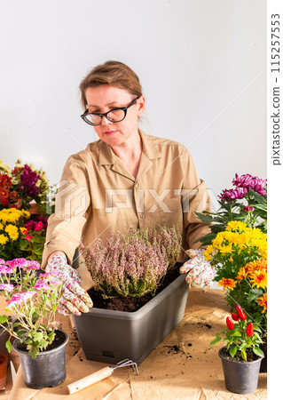 Woman transplanting heather 115257553