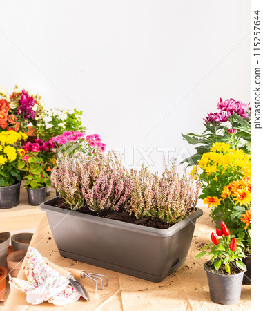 Planting fall flowers 115257644