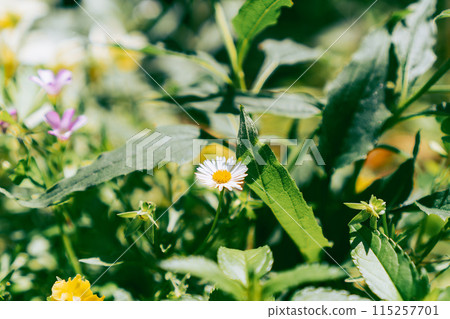 燈盞小花_2 燈盞小花_2 115257701