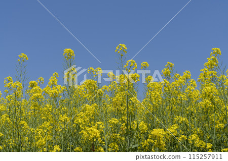 Rape blossoms 115257911