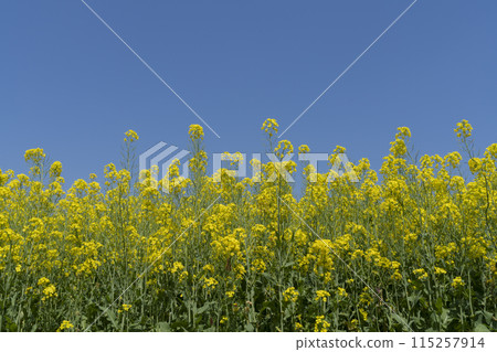 Rape blossoms 115257914