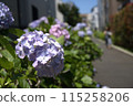 Hydrangea blooming in the city 115258206