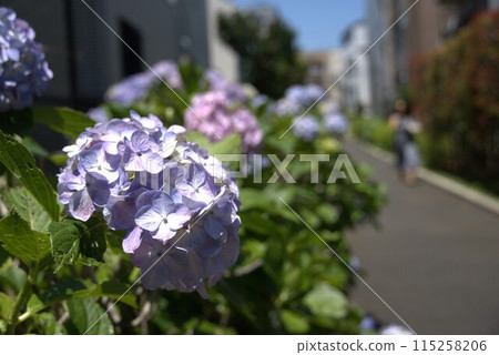 Hydrangea blooming in the city Hydrangea blooming in the city 115258206