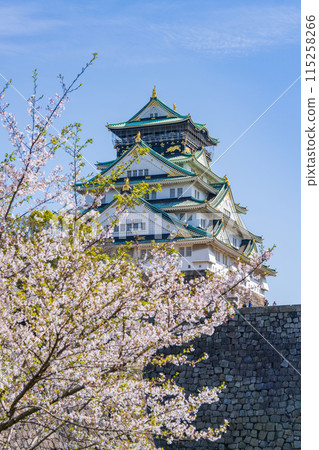 [Osaka Castle Park in Spring] Osaka Castle Tower and Cherry Blossoms 115258266