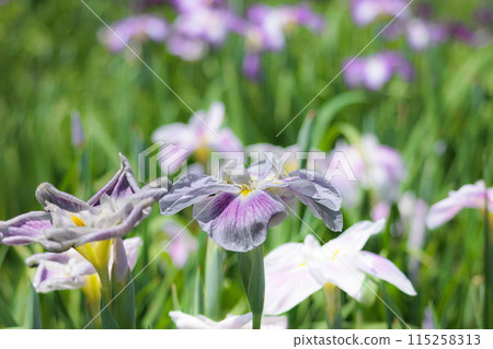 Colorful irises continue to bloom and soothe people's hearts 115258313