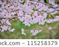 溫暖的夕陽下的櫻花 115258379