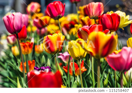 Spring landscape 115258407