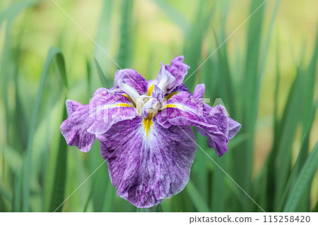 Colorful irises continue to bloom and soothe people's hearts Colorful irises continue to bloom and soothe people's hearts 115258420