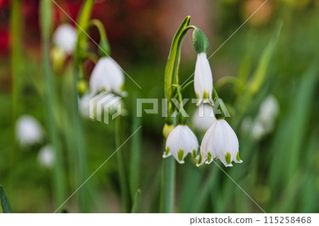 Spring Flower Field Spring Flower Field 115258468