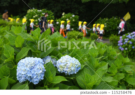 Nursery school children walking in the park 115258476