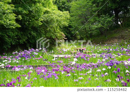 Iris Garden Haniwa Park Iris Garden Haniwa Park 115258482