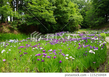 Iris Garden Haniwa Park Iris Garden Haniwa Park 115258484