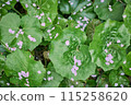 櫻花花瓣落在大圓葉上 115258620