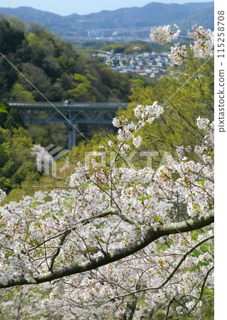 Cherry blossoms at Lake Chimyo Cherry blossoms at Lake Chimyo 115258708