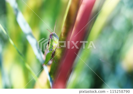 坐在草地上的蚱蜢 115258790