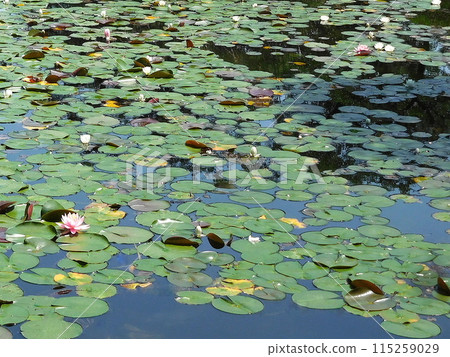 Water lily, water lily, aquatic plant Water lily, water lily, aquatic plant 115259029