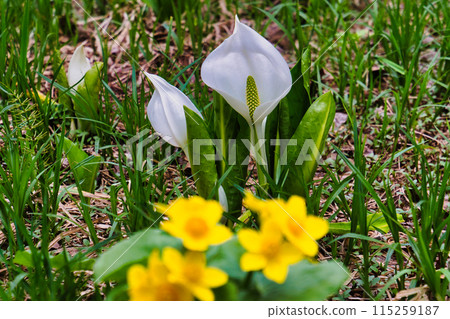Early summer landscape Early summer landscape 115259187