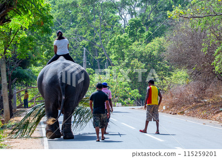 Sigiriya 115259201