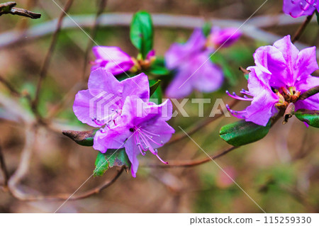 Satoyama spring 115259330