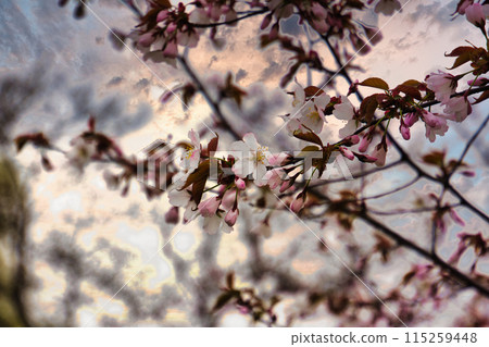 里山春天 里山春天 115259448