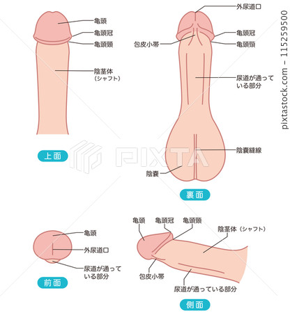 Diagram of the male reproductive system Medical 115259500